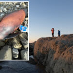 urgent-hunt-for-dolphin-head-thieves-on-new-zealand-beach