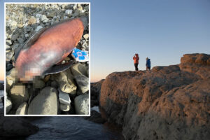 urgent-hunt-for-dolphin-head-thieves-on-new-zealand-beach