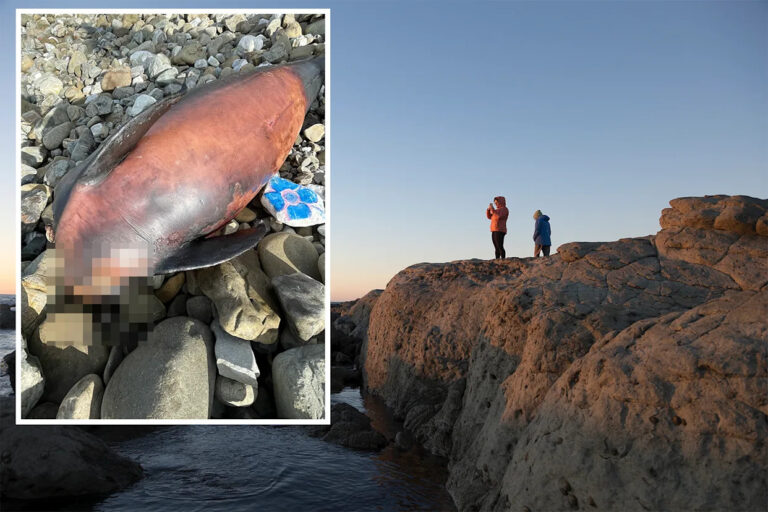 urgent-hunt-for-dolphin-head-thieves-on-new-zealand-beach
