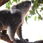 urgent-nsw-koala-park-plan-awaits-carbon-credit-approval