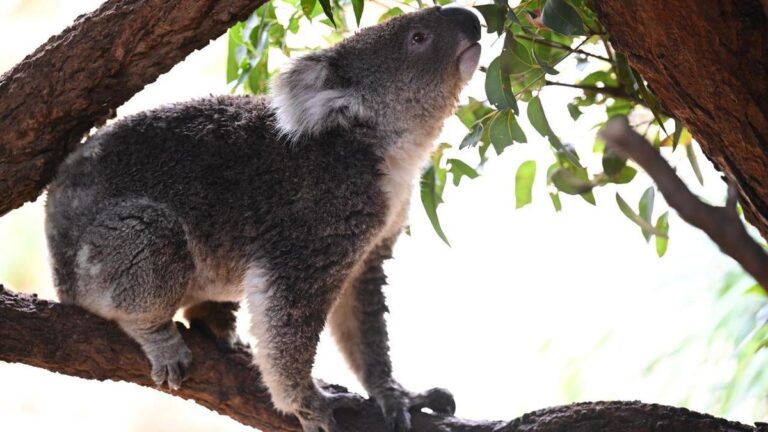 urgent-nsw-koala-park-plan-awaits-carbon-credit-approval