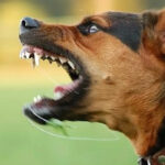 urgent-three-injured-officer-attacked-in-sydney-dog-incident-