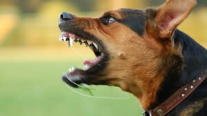 urgent-three-injured-officer-attacked-in-sydney-dog-incident-