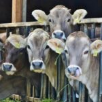 urgent-update-3-248-head-sold-at-gracemere-auction-this-week