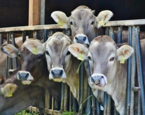 urgent-update-3-248-head-sold-at-gracemere-auction-this-week