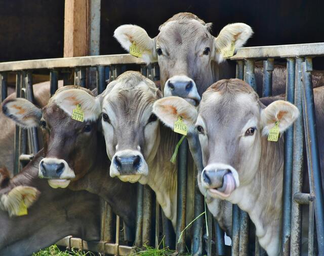 urgent-update-3-248-head-sold-at-gracemere-auction-this-week