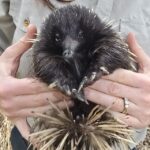urgent-update-echidna-released-back-to-wild-after-rescue