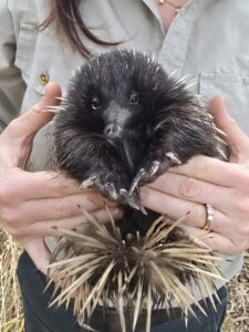 urgent-update-echidna-released-back-to-wild-after-rescue