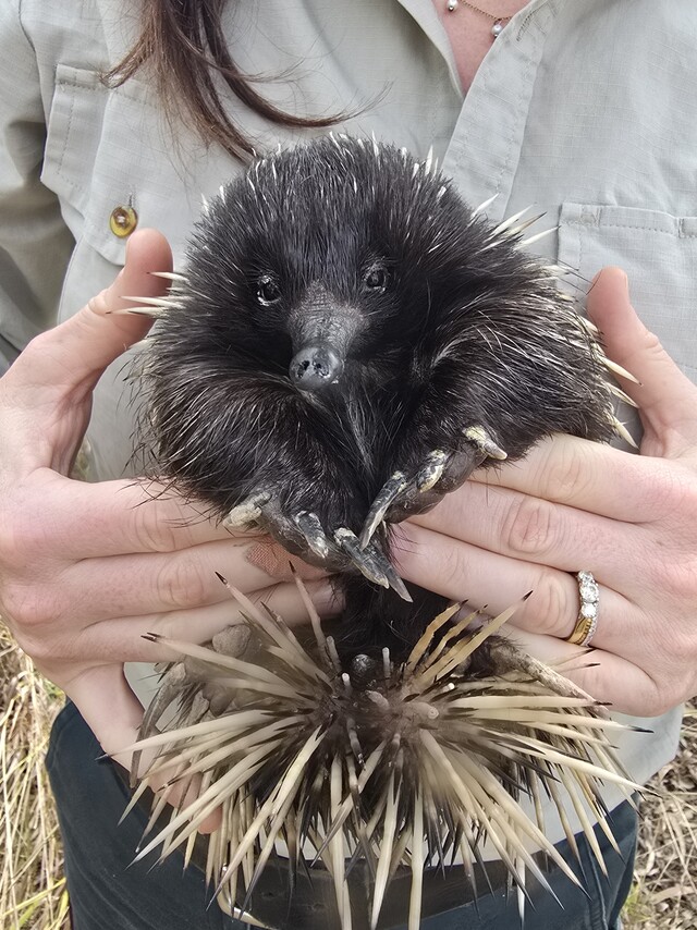 urgent-update-echidna-released-back-to-wild-after-rescue