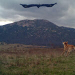 urgent-warning-dingo-population-faces-extinction-in-australia