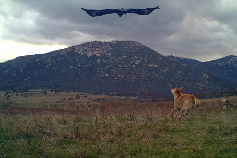 urgent-warning-dingo-population-faces-extinction-in-australia