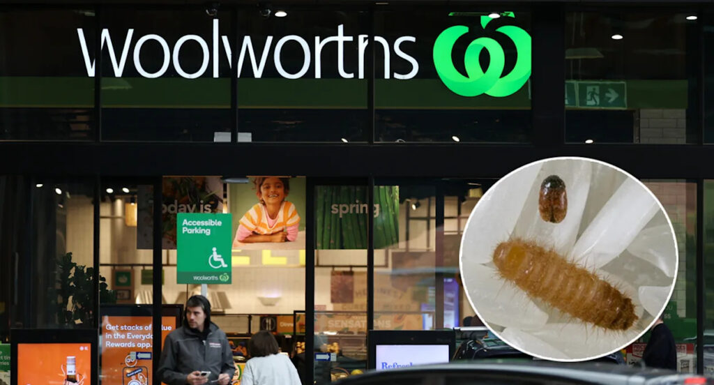 urgent-warning-khapra-beetle-detected-in-woolworths-nappies