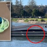 urgent-warning-rodenticide-found-at-sydney-park-endangers-pets