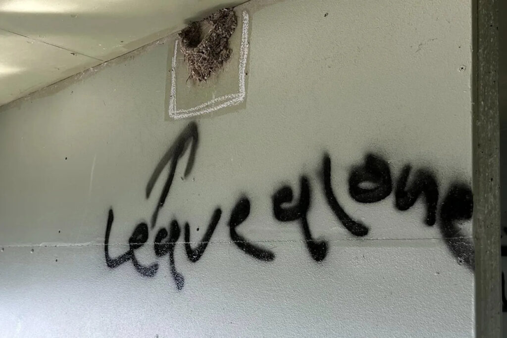 vandalism-strikes-bribie-island-nest-of-endangered-chicks-destroyed