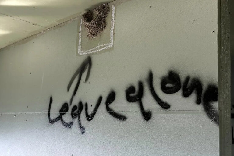 vandalism-strikes-bribie-island-nest-of-endangered-chicks-destroyed