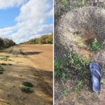 woman-discovers-giant-ant-nests-near-rare-australian-wildflowers