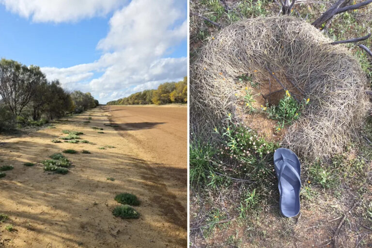woman-discovers-giant-ant-nests-near-rare-australian-wildflowers