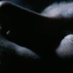 1985-documentary-haunted-sparks-global-paranormal-tv-craze