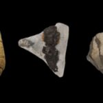 ancient-chewing-gum-provides-urgent-insights-on-neolithic-gender-roles
