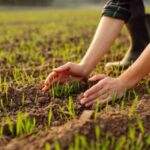 australian-researchers-innovate-to-enhance-crop-photosynthesis