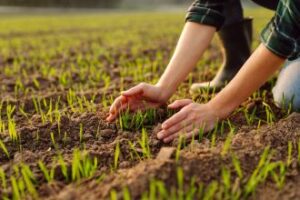 australian-researchers-innovate-to-enhance-crop-photosynthesis