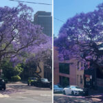 australians-urged-to-rethink-jacaranda-trees-as-spring-blooms