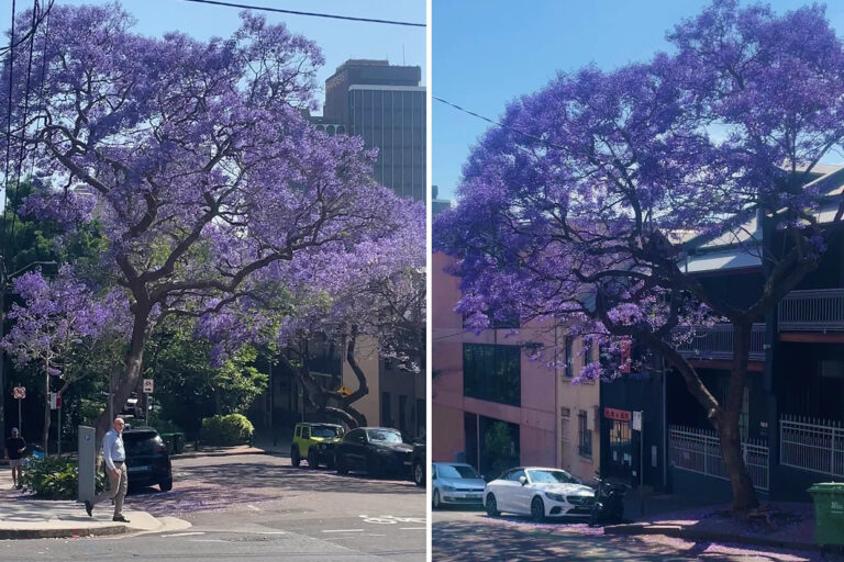 australians-urged-to-rethink-jacaranda-trees-as-spring-blooms