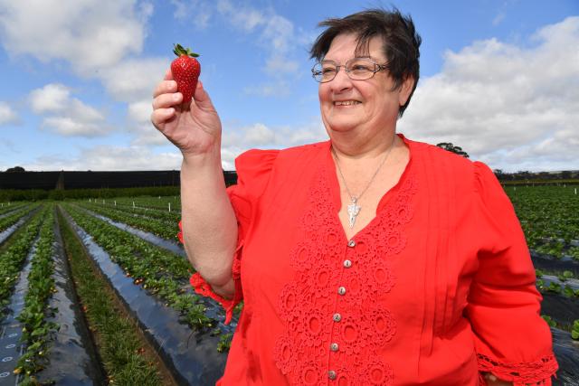 bacchus-marsh-festival-set-to-attract-40-000-this-november