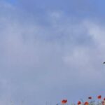 bird-flu-outbreak-claims-over-1-000-cranes-near-berlin
