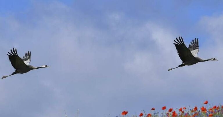 bird-flu-outbreak-claims-over-1-000-cranes-near-berlin