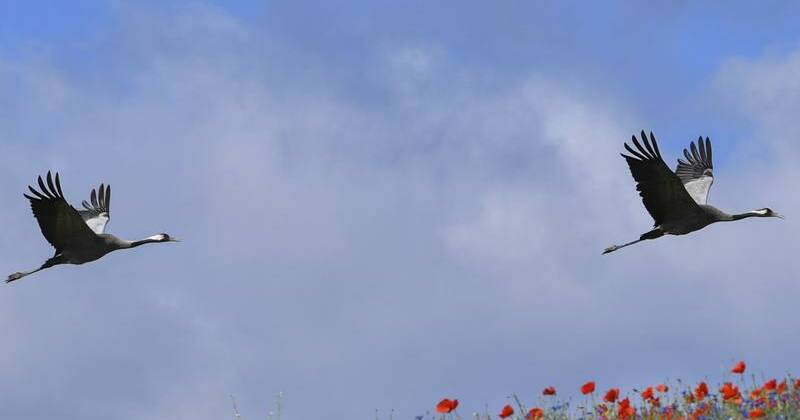 bird-flu-outbreak-claims-over-1-000-cranes-near-berlin