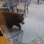 black-bear-tim-storms-bozeman-distillery-in-wild-daytime-visit