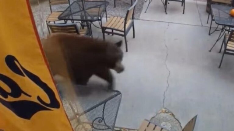 black-bear-tim-storms-bozeman-distillery-in-wild-daytime-visit