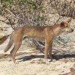 child-airlifted-after-dingo-attack-at-k-gari-campground