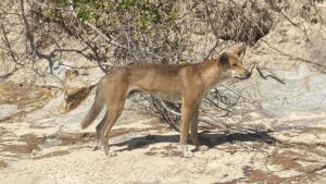 child-airlifted-after-dingo-attack-at-k-gari-campground