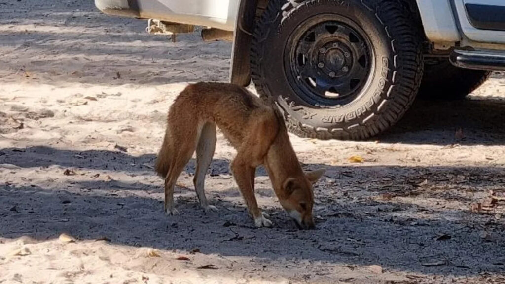child-hospitalized-after-dingo-attack-at-k-gari-campground