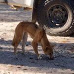 child-hospitalized-after-dingo-attack-at-k-gari-campground