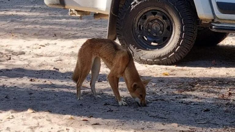 child-hospitalized-after-dingo-attack-at-k-gari-campground