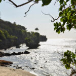 christmas-island-shrew-declared-extinct-sound-lost-forever