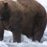 chunk-the-bear-wins-2023-fat-bear-week-title-despite-injury