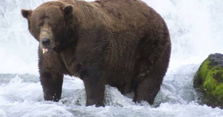 chunk-the-bear-wins-2023-fat-bear-week-title-despite-injury
