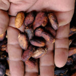 cocoa-extract-linked-to-reduced-inflammation-and-heart-disease-risk