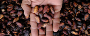cocoa-extract-linked-to-reduced-inflammation-and-heart-disease-risk