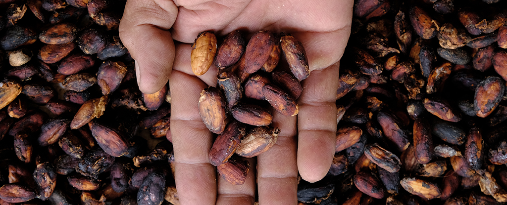 cocoa-extract-linked-to-reduced-inflammation-and-heart-disease-risk