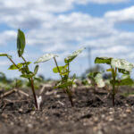 cotton-planting-starts-in-australia-above-average-yields-expected