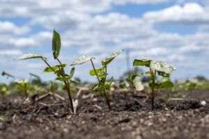 cotton-planting-starts-in-australia-above-average-yields-expected