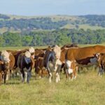 csiro-mla-and-google-launch-ai-challenge-to-enhance-pasture-management