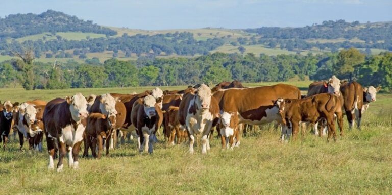 csiro-mla-and-google-launch-ai-challenge-to-enhance-pasture-management