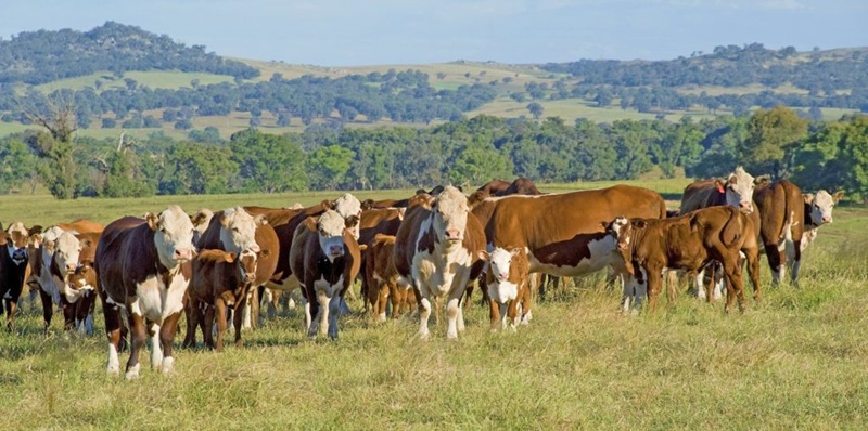 csiro-mla-and-google-launch-ai-challenge-to-enhance-pasture-management