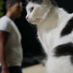 cyprus-faces-cat-population-surge-government-increases-funding